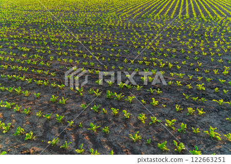 Sugar beets grow in lines in the field. Cultivation of sugar beet plants. Small green sugar beet plants 122663251