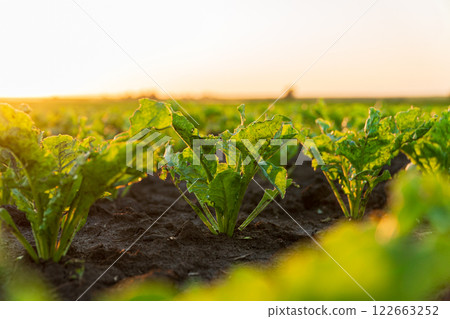Close-up of young sugar beet sprouts grow in the field. Cultivation of sugar beet plants. Small green sugar beet plants 122663252