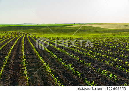 Young corn sprouts grow in the field. Cultivation of corn plants. Corn grows in an industrial field Young corn sprouts grow in the field. Cultivation of corn plants. Corn grows in an industrial field 122663253