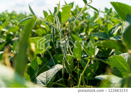 Green soybean pods on stalks. Cultivation of soybean plants 122663255
