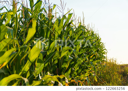 Corn field. Corn plant stalks. Corn plants at sunset Corn field. Corn plant stalks. Corn plants at sunset 122663256