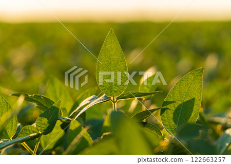 Field with soybean plants. Beautiful soybean leaves at sunset Field with soybean plants. Beautiful soybean leaves at sunset 122663257