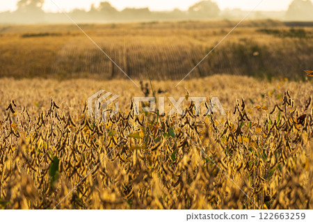 Agricultural field of mature soybeans. Ripe soybean pods hang on the stalks. Soybean harvest Agricultural field of mature soybeans. Ripe soybean pods hang on the stalks. Soybean harvest 122663259