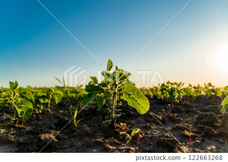 Soy sprouts grow in the field. Small soybean plants close-up. Agricultural field at sunset 122663268