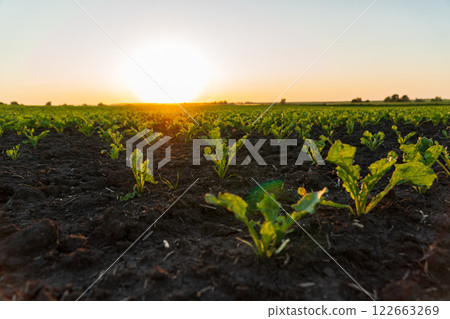 Sugar beet sprouts grow in the field. Small sugar beet plants close-up. Agricultural field at sunset 122663269