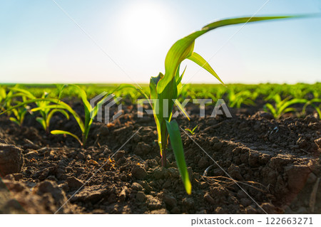 A small corn grows in the field. Corn grows at sunset. Corn crops 122663271