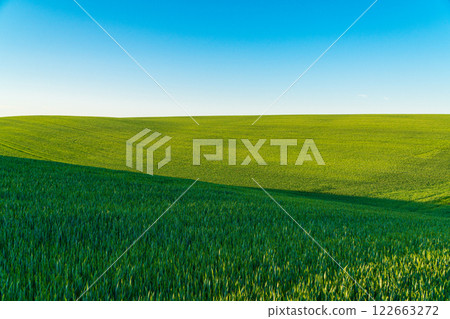 Wavy wheat field. Growing wheat on an industrial scale. A wheat field in the growing stage Wavy wheat field. Growing wheat on an industrial scale. A wheat field in the growing stage 122663272