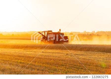 A combine harvester harvests at sunset. The combine harvester works in the field. Agricultural machinery on the field. Beautiful agricultural landscape A combine harvester harvests at sunset. The combine harvester works in the field. Agricultural machinery on the field. Beautiful agricultural landscape 122663275