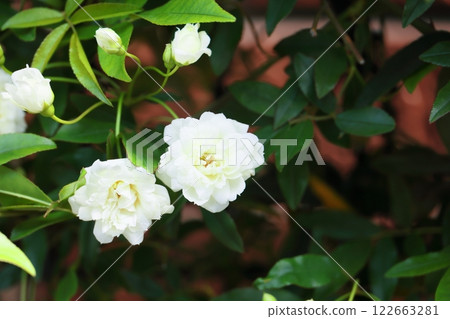 白玫瑰花開始綻放 白玫瑰花開始綻放 122663281
