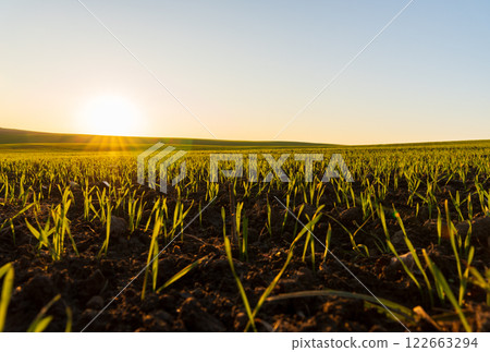 Morning light bathes the rural landscape, revealing new wheat sprouts pushing through dark earth, signaling growth and renewal Morning light bathes the rural landscape, revealing new wheat sprouts pushing through dark earth, signaling growth and renewal 122663294