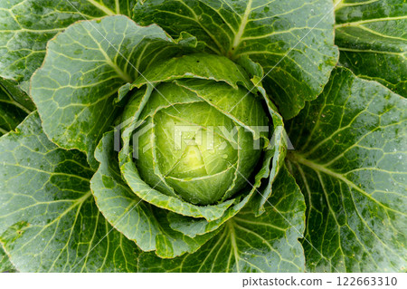 Cabbage growing in the garden organically. A close-up photo of a cabbage plant growing in a field. 122663310