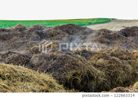 A pile of manure on an agricultural field. Pile of steaming manure in middle of field. 122663314