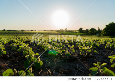 An industrial field of soybean sprouts growing in black soil. Soybeans grow in beautiful rows at sunset. Agricultural landscape 122663324