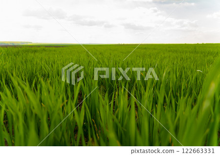 Close-up of wheat plants in a rural field. View of an agricultural wheat field. Agricultural landscape. Agro industry Close-up of wheat plants in a rural field. View of an agricultural wheat field. Agricultural landscape. Agro industry 122663331
