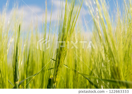 Green ears of rye on the field close up. Beautiful ears of rye in the sun. Rye on an agricultural field Green ears of rye on the field close up. Beautiful ears of rye in the sun. Rye on an agricultural field 122663333