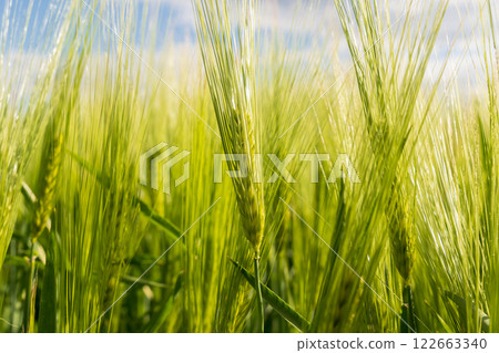 Green ears of rye on the field close up. Cultivation of rye. Agro industry Green ears of rye on the field close up. Cultivation of rye. Agro industry 122663340