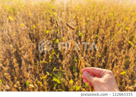 A farmer holds a ripe crop of soybeans in his hands. Growing soybeans. Soybean harvest. Farmer in the field A farmer holds a ripe crop of soybeans in his hands. Growing soybeans. Soybean harvest. Farmer in the field 122663355