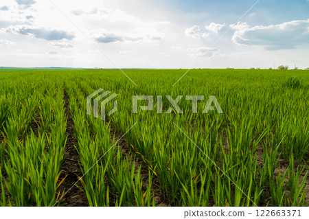 Small wheat plants grow in beautiful rows on the field. Agricultural wheat field on a sunny day. Agricultural landscape 122663371
