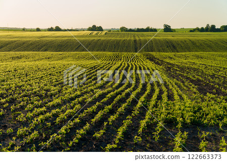 A large agricultural field with soybean plants. Growing soybean on an industrial scale. Agricultural landscape 122663373