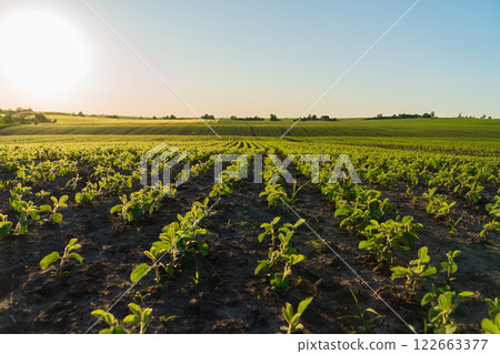 Small soybean sprouts grow in the field. Rows of small soybean plants. Agricultural soybean field at sunset. Agricultural landscape. 122663377