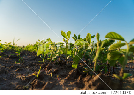 Soybean sprouts grow in the field. Close-up of a soybean sprout. Agro industry Soybean sprouts grow in the field. Close-up of a soybean sprout. Agro industry 122663378