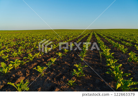 Small sugar beet sprouts grow in the field. Rows of small sugar beet plants. Agricultural sugar beet field at sunset. Agricultural landscape. 122663379