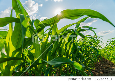 Corn field. Corn cultivation. Corn leaves with blurred background 122663384