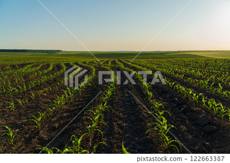 A field with small corn plants at sunset. Beautiful rows of corn sprouts. Small corn seedlings grow in the field. Agricultural landscape A field with small corn plants at sunset. Beautiful rows of corn sprouts. Small corn seedlings grow in the field. Agricultural landscape 122663387