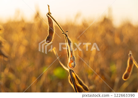 Ripe soybean pod close-up. A pod of soybeans is illuminated by the sun. Ripe soybeans in an agricultural field 122663390