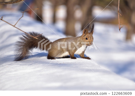 Hokkaido squirrel wild winter Hokkaido squirrel wild winter 122663609