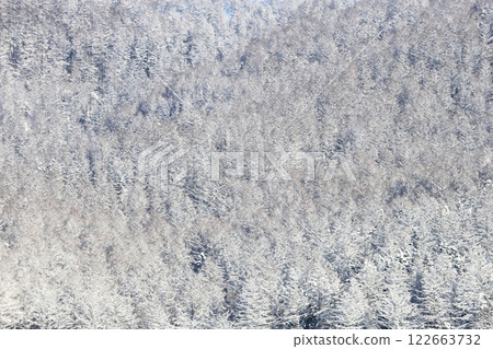 Coniferous forest covered in frost: Larch forest in winter Coniferous forest covered in frost: Larch forest in winter 122663732