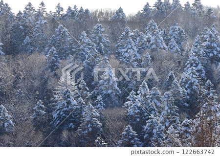 積雪針葉林、雲杉、落葉松、混合林 122663742