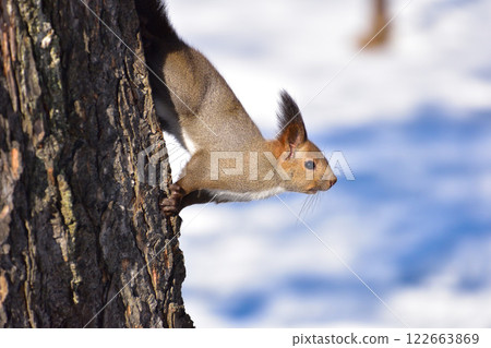 北海道松鼠野生冬季 北海道松鼠野生冬季 122663869