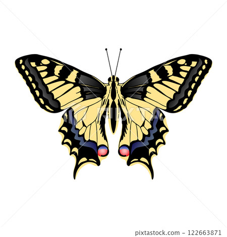 Papilio machaon butterfly. Machaon butterfly on white background 122663871