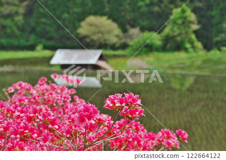 紅杜鵑盛開的田園風景（益田市） 122664122