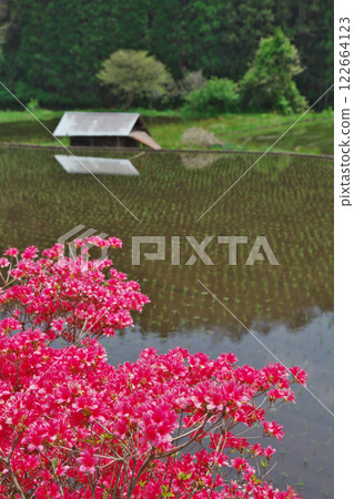 紅杜鵑盛開的田園風景（益田市） 122664123