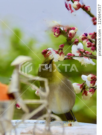 繡眼鳥從梅花中吸取花蜜。 繡眼鳥從梅花中吸取花蜜。 122664357