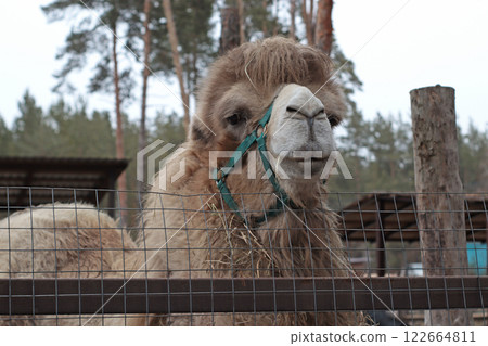 beige kind Bactrian camel in a zoo, in a nursery, reserve, a large animal behind a fence, behind a net, a fluffy camel 122664811
