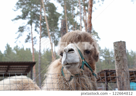 beige kind Bactrian camel in a zoo, in a nursery, reserve, a large animal behind a fence, behind a net, a fluffy camel 122664812
