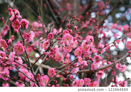 Pink plum blossoms blooming in a winter park Pink plum blossoms blooming in a winter park 122664889
