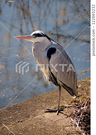 Ao-san在河岸上休息 122665232