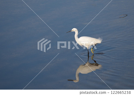 冬天，白鷺鷥在河裡尋找食物 122665238