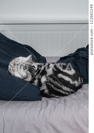 British shorthair cat sleeps in bed 122665249