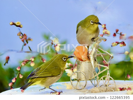 Late winter feeding station 122665395