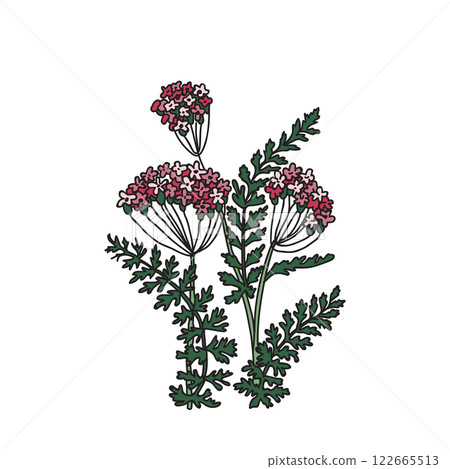 Botanical colorful bouquet of Hydrangea isolated on white background. Hand drawn plant with stem, branches, leaves and flowers vector illustration. Graphic design for Birthday Wedding Invitation Card 122665513
