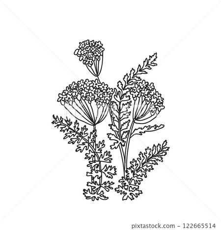 Botanical Line art bouquet of Hydrangea isolated on white background. Hand drawn black and white outline plant with stem, branches, leaves and flowers vector illustration. Graphic design for Birthday Botanical Line art bouquet of Hydrangea isolated on white background. Hand drawn black and white outline plant with stem, branches, leaves and flowers vector illustration. Graphic design for Birthday 122665514