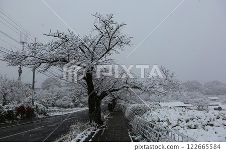 金立公園的冬日風景 122665584