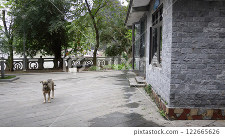 越南下龍灣，狗，2024 年 5 月 122665626