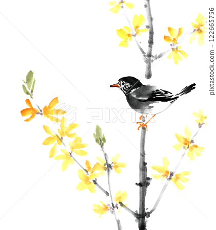 Starlings on forsythia painted in ink Starlings on forsythia painted in ink 122665756