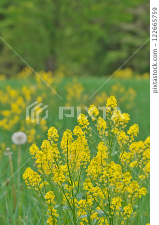 Rape blossoms and dandelions (Yahata Marshland: Kitahiroshima Town, Yamagata County, Hiroshima Prefecture) Rape blossoms and dandelions (Yahata Marshland: Kitahiroshima Town, Yamagata County, Hiroshima Prefecture) 122665759